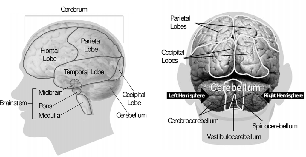 脳の構造